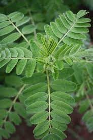 Herb Seeds,Garden seeds, Seeds For Planting,Plant Seeds