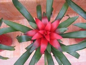 Hechtia Sp Tehuacan Flower Seeds for Planting – Heirloom Non-GMO, High Germination Organic Garden Seeds