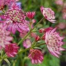 Flower Seeds, Seeds,Seeds For Planting,Plant Seeds