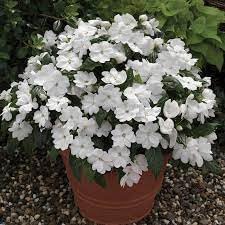 Flower Seeds, Seeds,Seeds For Planting,Plant Seeds