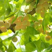 Fruit Seeds,Garden seeds, Seeds For Planting,Plant Seeds