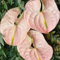 Flower Seeds, Seeds,Seeds For Planting,Plant Seeds