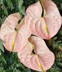 Flower Seeds, Seeds,Seeds For Planting,Plant Seeds