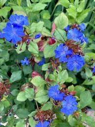 Ceratostigma Plumbaginoides Flower Seeds for Planting – Heirloom, Non-GMO, High Germination Organic Garden Seeds