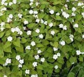 Houttuynia Flower Seeds for Planting – Heirloom, Non-GMO, High Germination Organic Garden Seeds