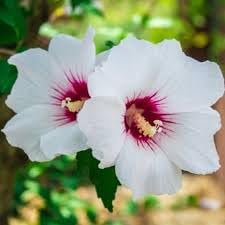 Flower Seeds, Seeds,Seeds For Planting,Plant Seeds