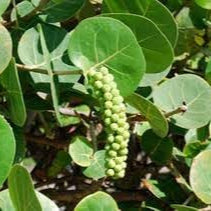 Fruit Seeds,Garden seeds, Seeds For Planting,Plant Seeds