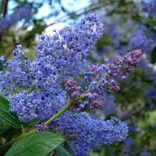 Flower Seeds, Seeds,Seeds For Planting,Plant Seeds