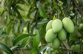 Fruit Seeds,Garden seeds, Seeds For Planting,Plant Seeds