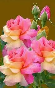 Flower Seeds, Seeds,Seeds For Planting,Plant Seeds