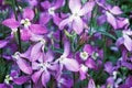 Mathiola Longipetala Seeds – Heirloom, Non-GMO, Bright Blooms