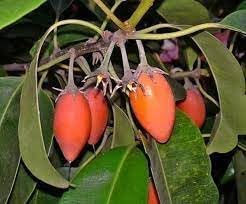 Fruit Seeds,Garden seeds, Seeds For Planting,Plant Seeds