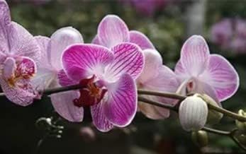White Violet Phalaenopsis Orchid Flower Seeds for Planting – Heirloom, Non-GMO, Organic Garden Seeds