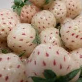 Fruit Seeds,Garden seeds, Seeds For Planting,Plant Seeds