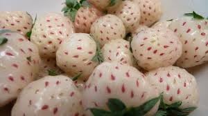 Fruit Seeds,Garden seeds, Seeds For Planting,Plant Seeds