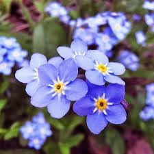 Flower Seeds, Seeds,Seeds For Planting,Plant Seeds