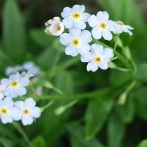 Flower Seeds, Seeds,Seeds For Planting,Plant Seeds