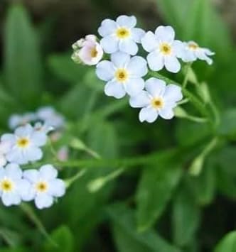 Flower Seeds, Seeds,Seeds For Planting,Plant Seeds