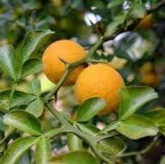 Fruit Seeds,Garden seeds, Seeds For Planting,Plant Seeds