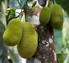 Fruit Seeds,Garden seeds, Seeds For Planting,Plant Seeds