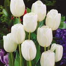 Flower Seeds, Seeds,Seeds For Planting,Plant Seeds