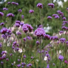 Flower Seeds, Seeds,Seeds For Planting,Plant Seeds