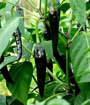 Vegetable Seeds,Garden seeds, Seeds For Planting,Plant Seeds