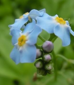 Flower Seeds, Seeds,Seeds For Planting,Plant Seeds