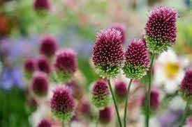 Sphaerocephalon Flower Seeds for Planting – Drumstick Allium, Heirloom Non-GMO Organic Garden Seeds