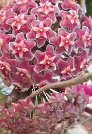 Flower Seeds, Seeds,Seeds For Planting,Plant Seeds