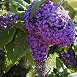 Flower Seeds, Seeds,Seeds For Planting,Plant Seeds