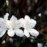 Flower Seeds, Seeds,Seeds For Planting,Plant Seeds