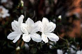 Flower Seeds, Seeds,Seeds For Planting,Plant Seeds