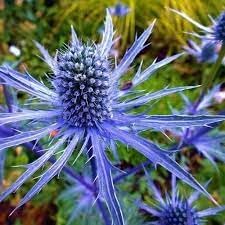 Flower Seeds, Seeds,Seeds For Planting,Plant Seeds