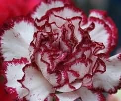 Flower Seeds, Seeds,Seeds For Planting,Plant Seeds