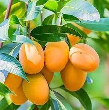 Fruit Seeds,Garden seeds, Seeds For Planting,Plant Seeds