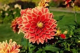Flower Seeds, Seeds,Seeds For Planting,Plant Seeds