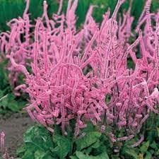 Flower Seeds, Seeds,Seeds For Planting,Plant Seeds