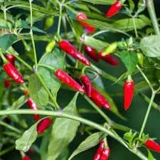 Vegetable Seeds,Garden seeds, Seeds For Planting,Plant Seeds