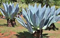 Blue Maguey Aloe Flower Seeds for Planting – Easy to Grow Heirloom Non-GMO Seeds