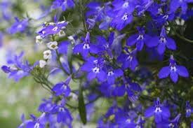 Flower Seeds, Seeds,Seeds For Planting,Plant Seeds