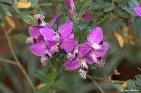 Flower Seeds, Seeds,Seeds For Planting,Plant Seeds