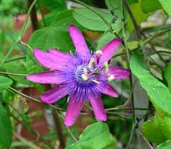 Flower Seeds, Seeds,Seeds For Planting,Plant Seeds