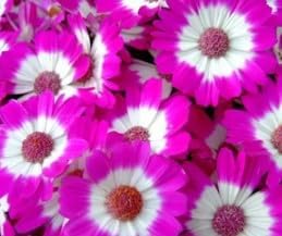 Flower Seeds, Seeds,Seeds For Planting,Plant Seeds