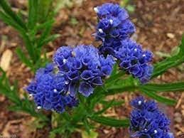 Flower Seeds, Seeds,Seeds For Planting,Plant Seeds