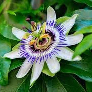 Flower Seeds, Seeds,Seeds For Planting,Plant Seeds