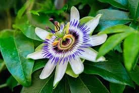 Flower Seeds, Seeds,Seeds For Planting,Plant Seeds