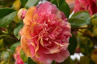 Flower Seeds, Seeds,Seeds For Planting,Plant Seeds