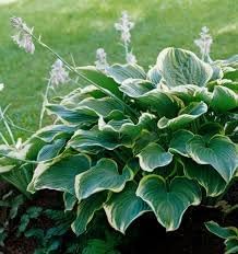 Flower Seeds, Seeds,Seeds For Planting,Plant Seeds