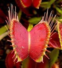 Flower Seeds, Seeds,Seeds For Planting,Plant Seeds